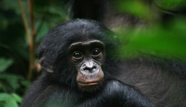 A juvenile bonobo (Pan paniscus) gazes at an uncertain future.