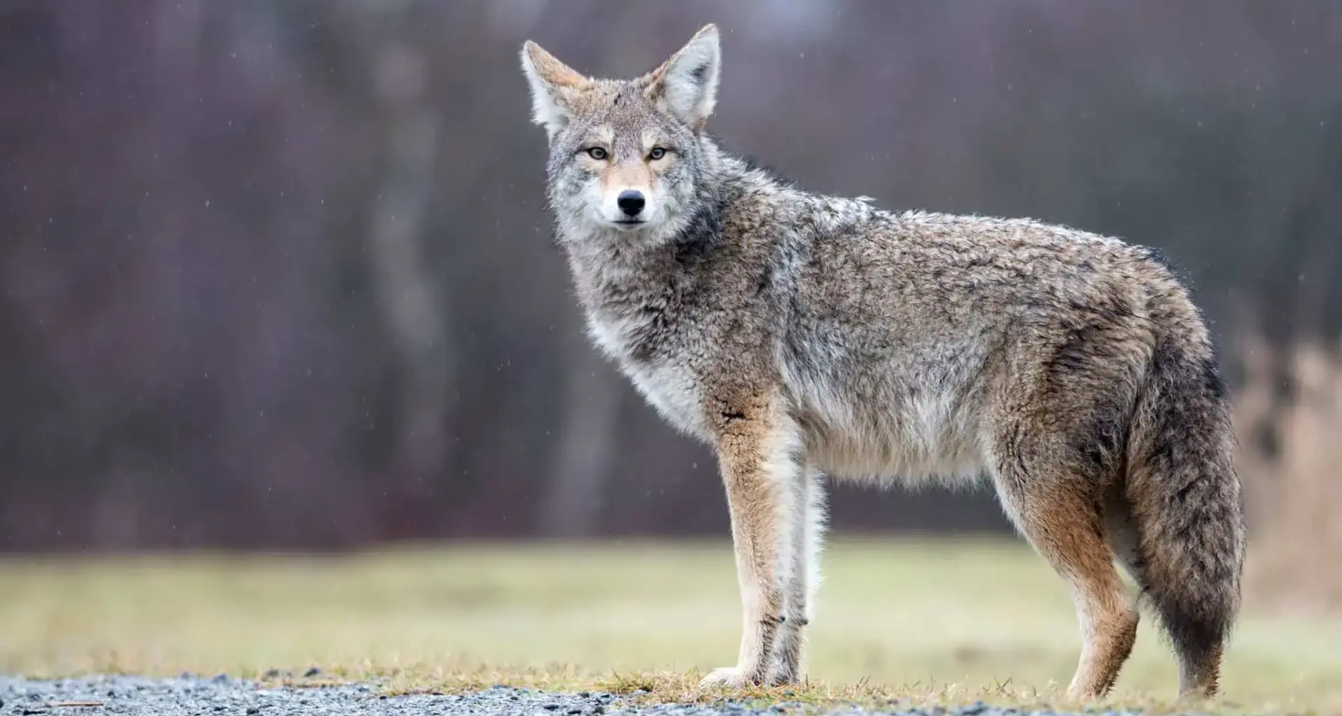 Coyote attack leaves woman with critical injuries in park in Mississauga