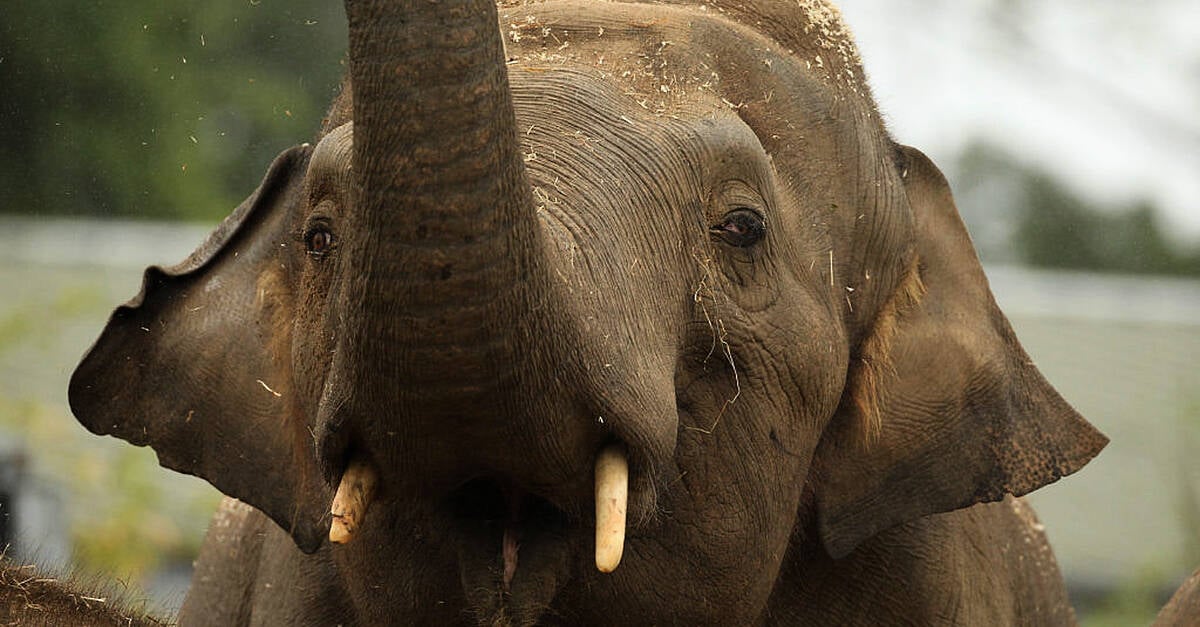 Dáil hears allegations of sexual harassment and animal deaths at Dublin Zoo