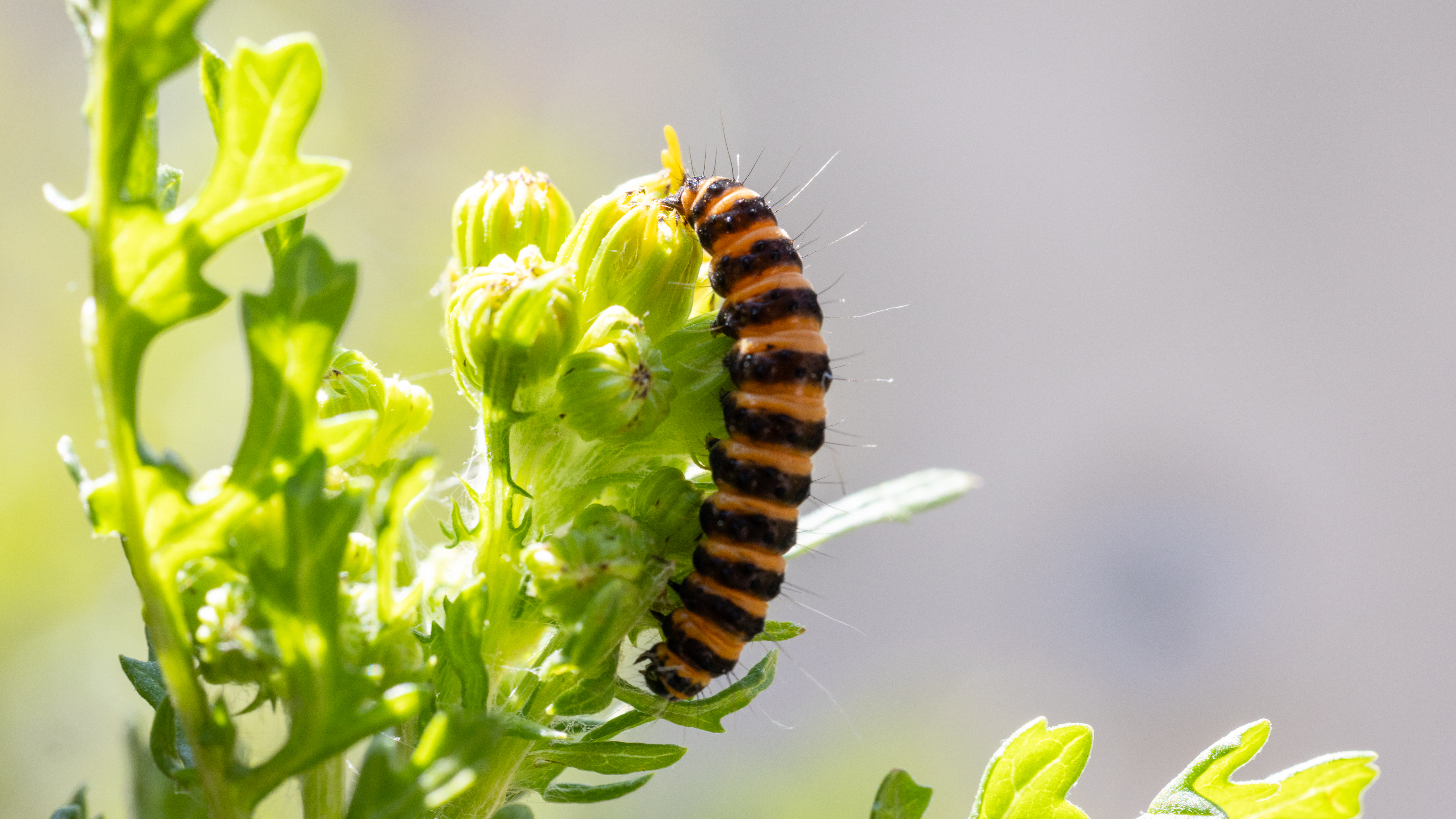 caterpillar on a plant
