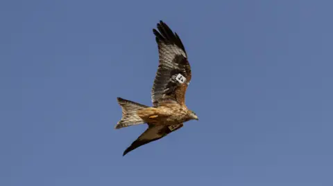 Sebastien Comps, AMUS A tagged red kite takes it's first flight into the wild