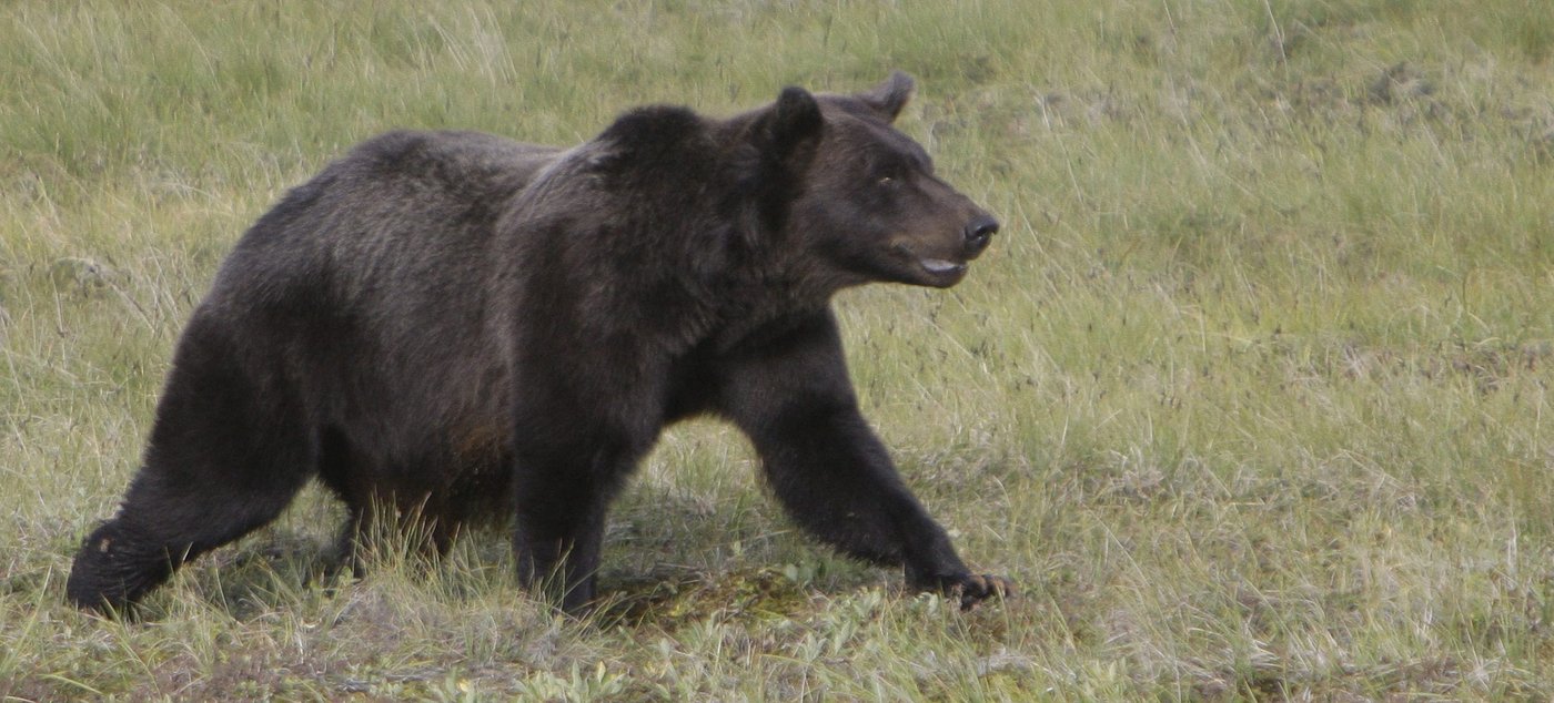 Several students injured after grizzly bear attack in Bella Coola: RCMP