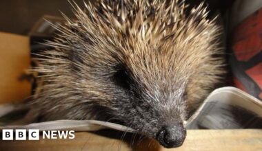 Concern over worsening health of hedgehogs in Jersey