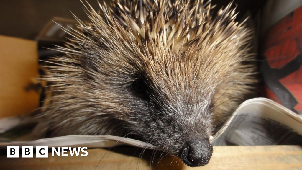 Concern over worsening health of hedgehogs in Jersey