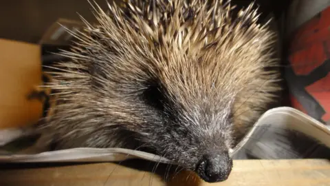 Jersey Hedgehog Preservation Group A close-up of a hedgehog's face. It has a brown and white furry face with black eyes, a black nose and long black whiskers. The rest of it is covered in pale brown spikes. It is lying on a piece of newspaper laid on cardboard.