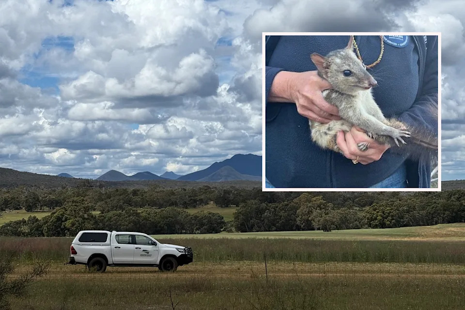 One chuditch was captured and then safely returned to the wild. Source: South Coast Natural Resource Management/Bush Heritage Australia