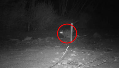 Camera captures return of rare Aussie predator believed extinct across 70km landscape