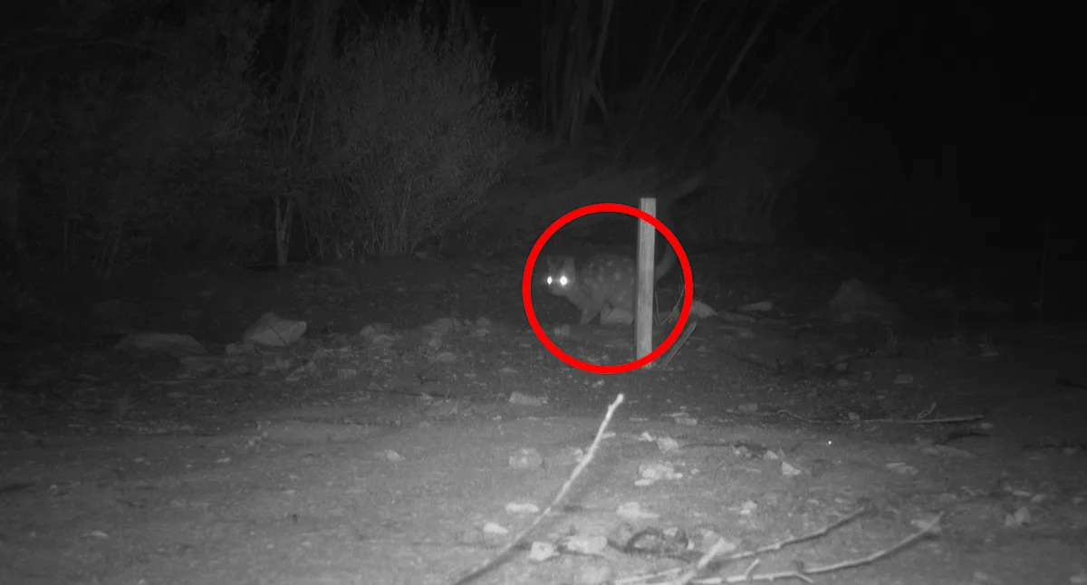 Camera captures return of rare Aussie predator believed extinct across 70km landscape