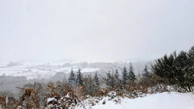 Snow-covered rural landscape with a mix of natural vegetation and farmland. In the foreground, frosted bushes and plants peek through the snow, with hints of brown foliage. Evergreen conifers dot the middle ground.