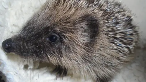 Jersey Hedgehog Preservation Group A close-up of a hedgehog who is looking to the left and is sitting on a white fleecy blanket. The hedgehog has black eyes, black nose and black paws with long claws. Its ear and face has fur but the rest of it is covered in pale brown spikes. It has long black whiskers and a pointed nose.