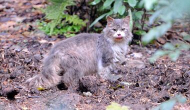 Campaigner happy feral cat 'crime family' now on hit-list