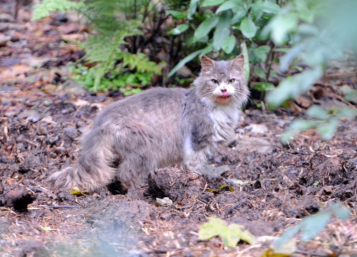 Campaigner happy feral cat 'crime family' now on hit-list