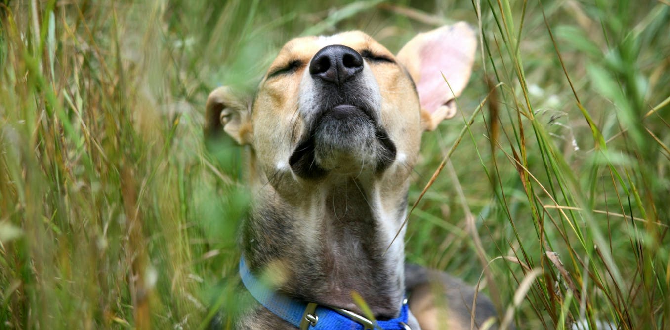 6 ways to give your dog a richer life, from ‘sniffaris’ to sensory gardens