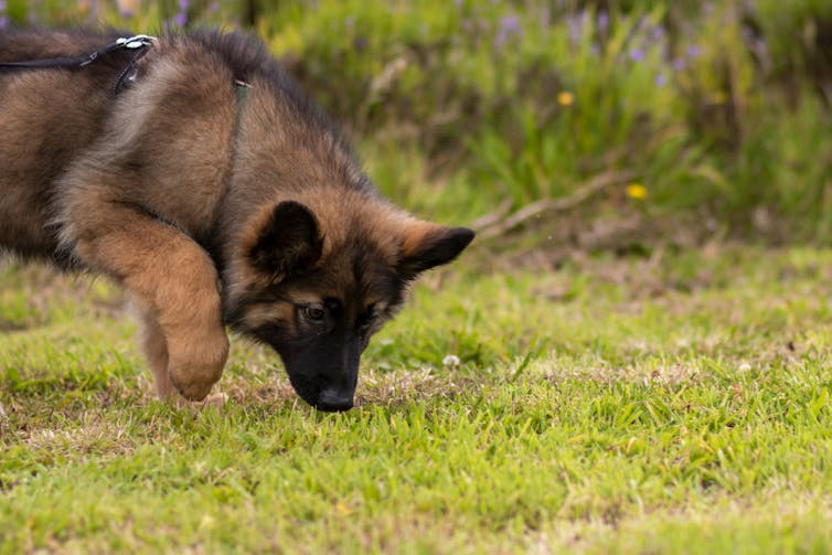 A brown and black dog smelling the grass.