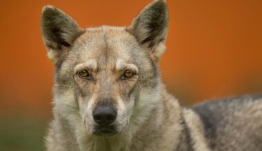 Dogs 10,000 years ago roamed with bands of humans and came in all shapes and sizes