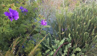 We planted two woody meadows a decade ago to see what would thrive. Now the concept is popular across Australia.
