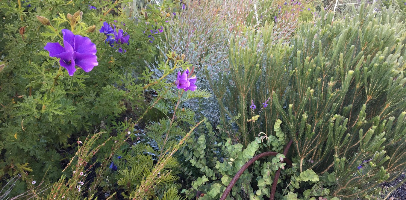 We planted two woody meadows a decade ago to see what would thrive. Now the concept is popular across Australia.