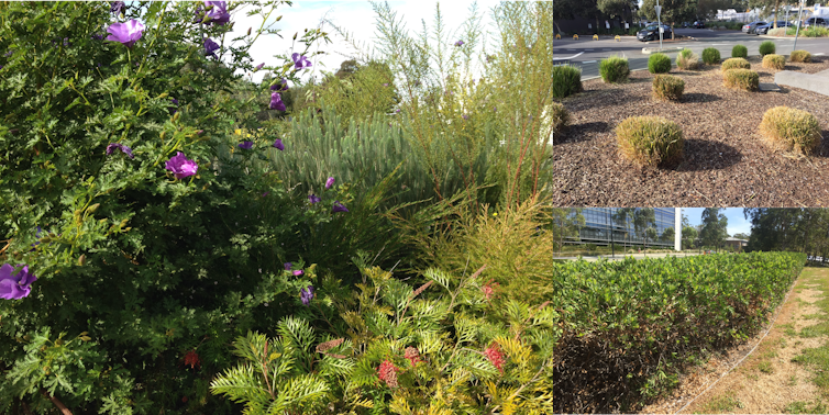 A range of different Australian native plants