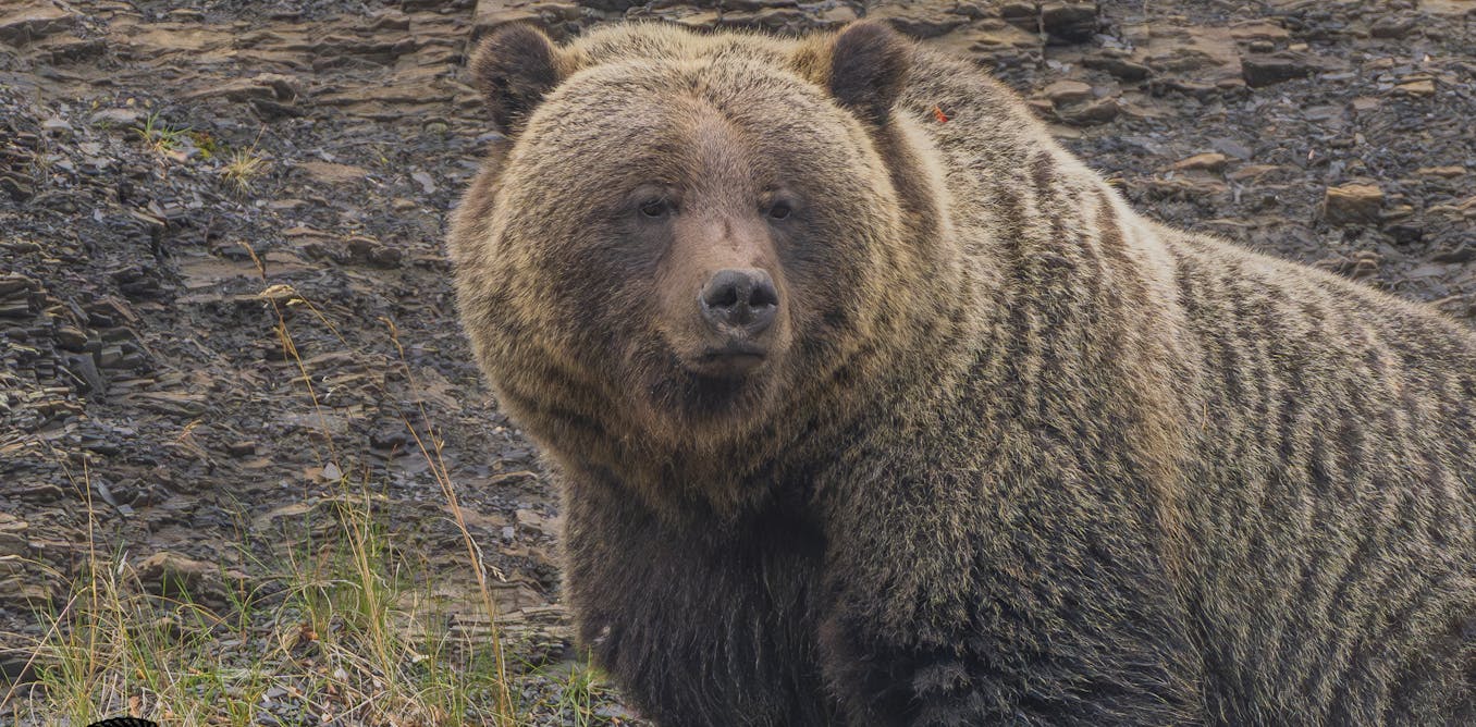 Calls for grizzly hunts to return to Western Canada oversimplify a complex ecological issue