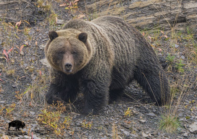 A grizzly bear walking down a hill.