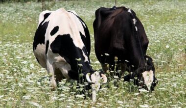 First suspected bluetongue outbreak in Northern Ireland under investigation