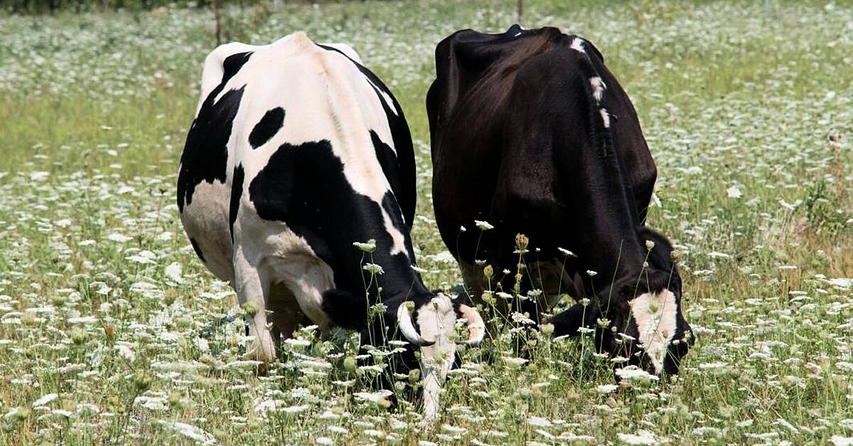 First suspected bluetongue outbreak in Northern Ireland under investigation