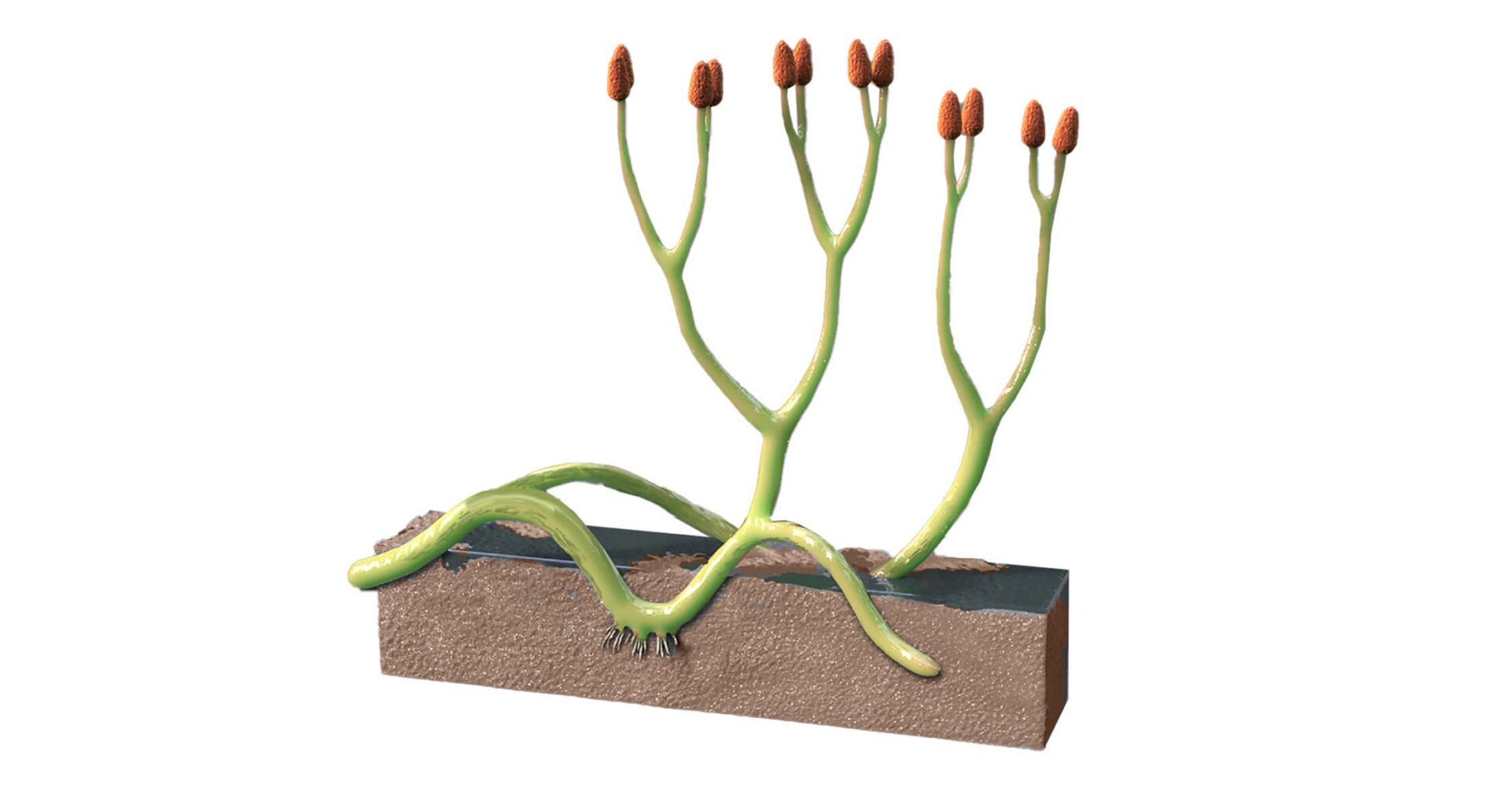 An artist's reconstruction of the ancient plant Aglaophyton majus, with a cutaway showing its underground portions in the soil.
