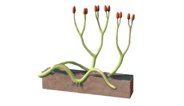 An artist's reconstruction of the ancient plant Aglaophyton majus, with a cutaway showing its underground portions in the soil.