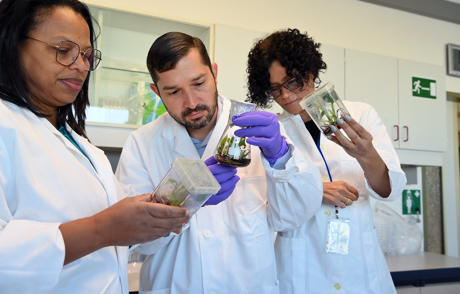 International Collaboration Key to Protecting Banana Crops from Fusarium Wilt