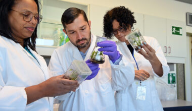 International Collaboration Key to Protecting Banana Crops from Fusarium Wilt