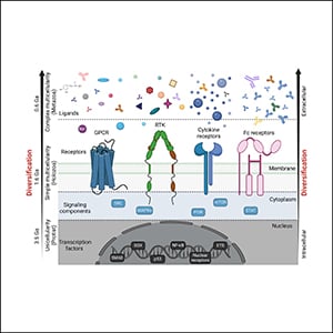 G Protein-coupled and Membrane Tyrosine Kinase Receptor Relationships Yield Therapeutic Opportunities