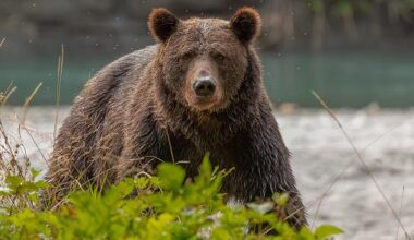 Kids seriously hurt in bear attack