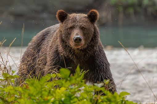 Kids seriously hurt in bear attack
