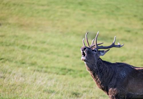 Illegal hunting in Mid Dome targeted