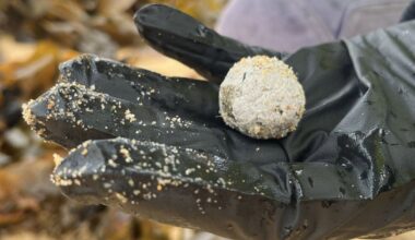 Mystery debris balls on NSW beaches linked to Sydney wastewater system