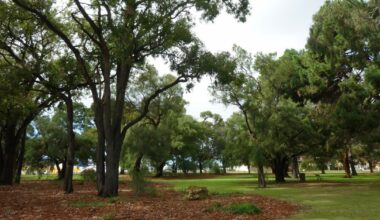 Town of Victoria Park mishap sees unauthorised removal of 46 trees from Elizabeth Baillie Park redevelopment