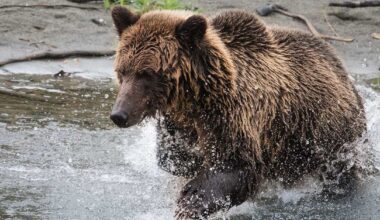 Bear attacks schoolchildren and teachers on a walking trail in Canada, injuring 11