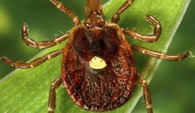 US pilot dies from eating hamburger after tick bite