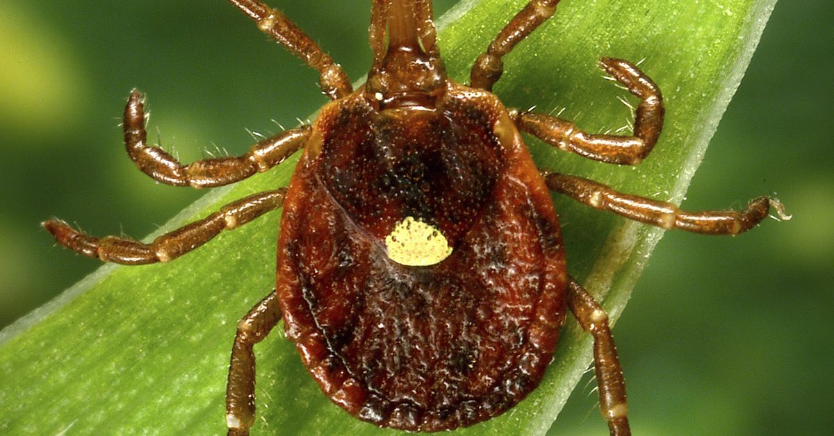US pilot dies from eating hamburger after tick bite