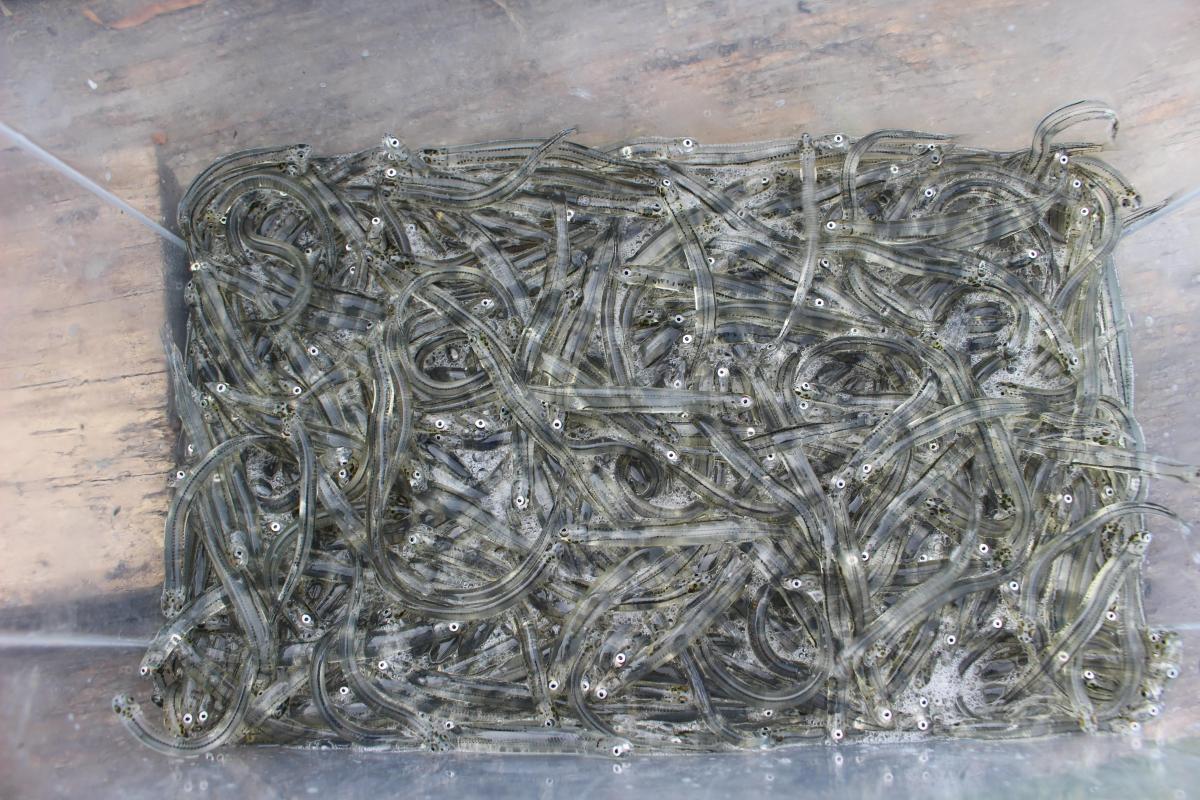 Gear seized from pair caught whitebaiting illegally