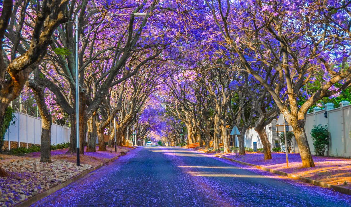 South Africa Tackles Invasives to Protect Land and Water