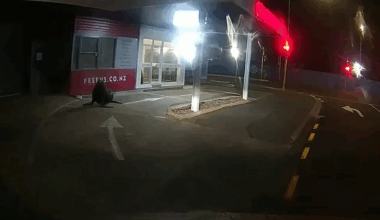 Pressing engagement? Sea lion makes stop at Dunedin dry cleaners