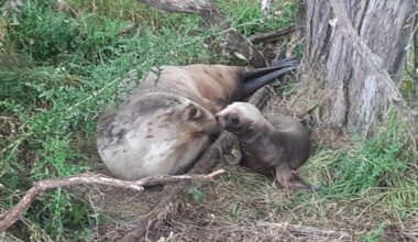 Reward up to find sea lion killers