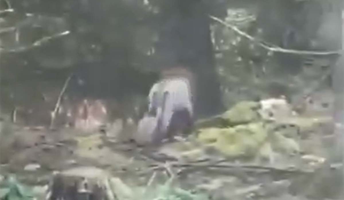 Is there a lion roaming the woods in Clare?