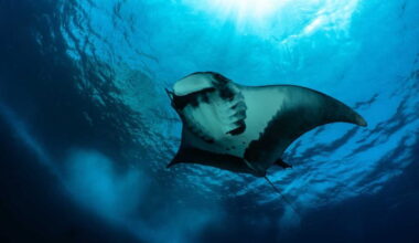 Deep-diving manta rays use the ocean’s midnight zone to build mental maps, study suggests