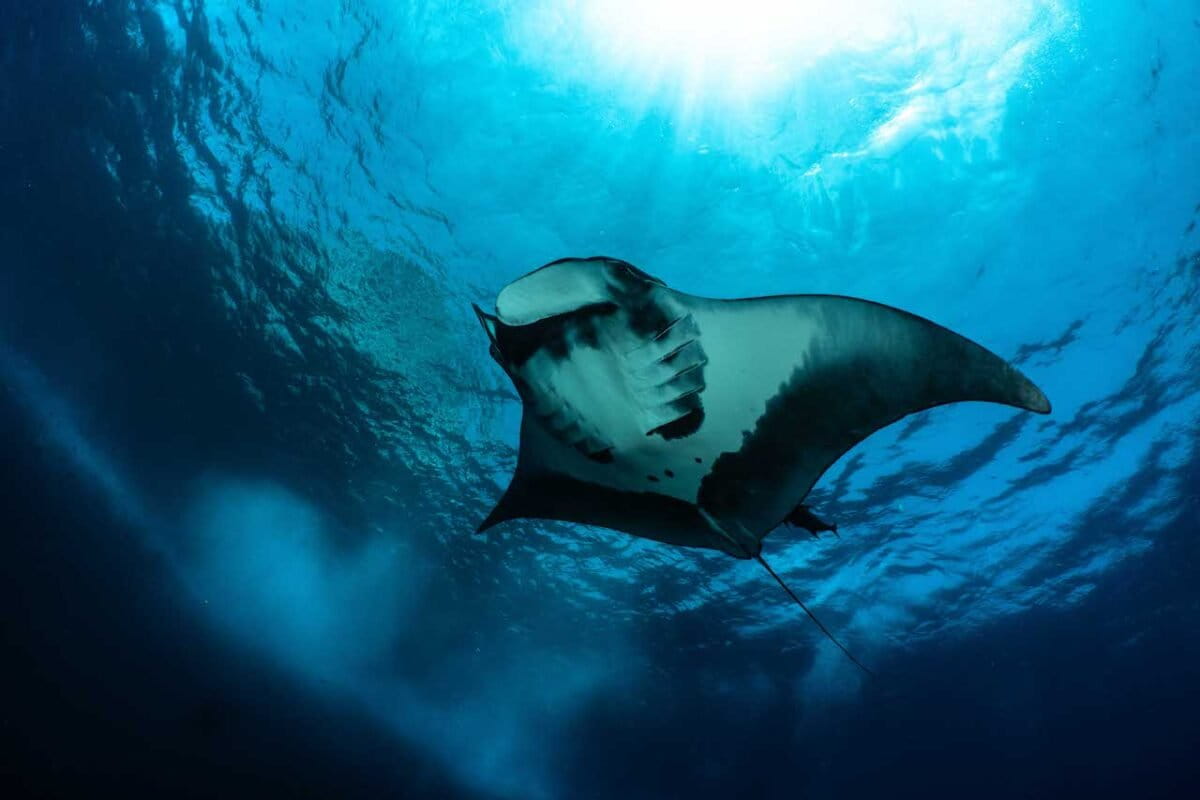 Deep-diving manta rays use the ocean’s midnight zone to build mental maps, study suggests