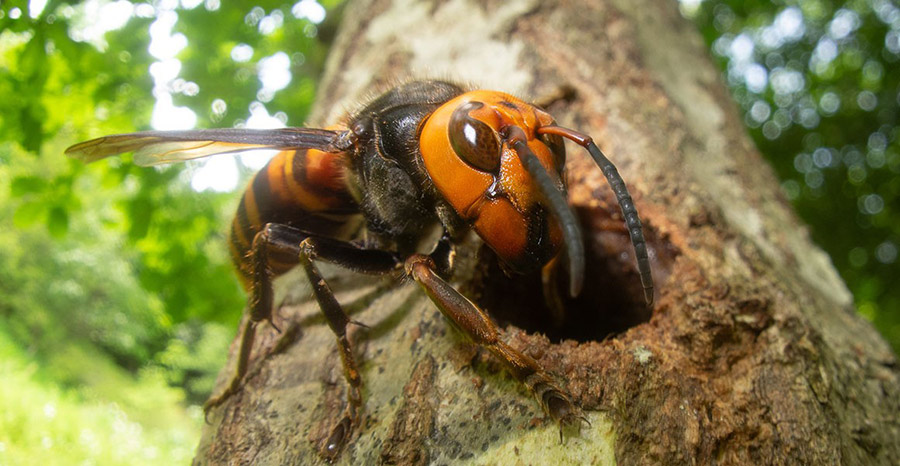 An Asian Giant Hornet | Natural History Museum 