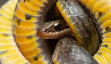 Why some animals can eat poison and cheat death