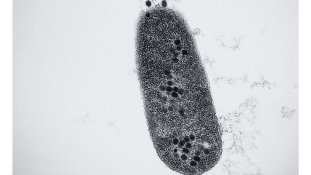 Open Phage Library Targets Superbug Threat