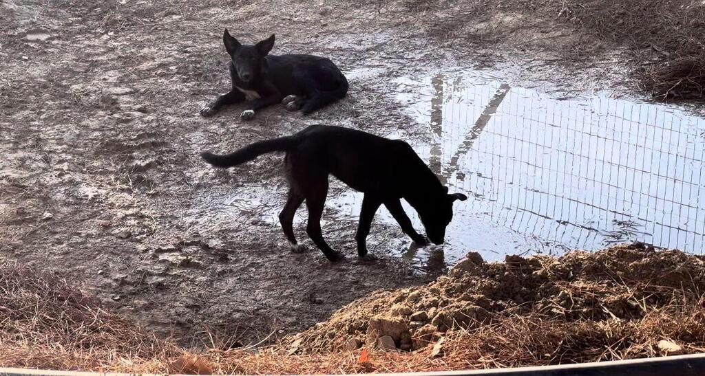 כלבים משוטטים בעוטף עזה